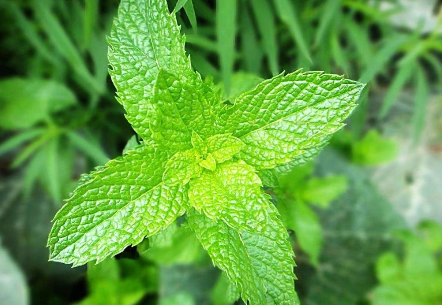 薄荷種植技巧 薄荷種植技巧