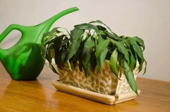 植物葉子變小處理 植物葉子變小處理