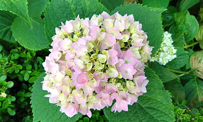 繡球花種植