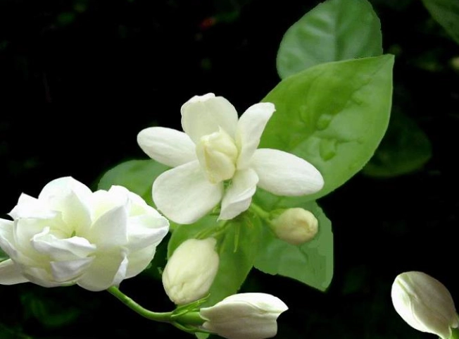 茉莉花種植技巧