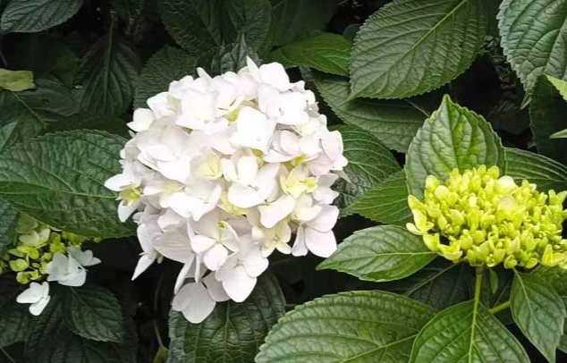 綉球花照顾