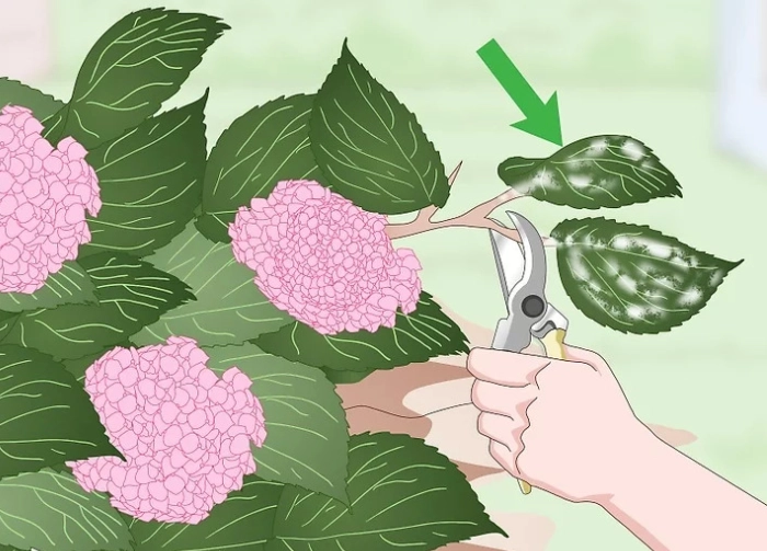 绣球花护理技巧 绣球花护理技巧