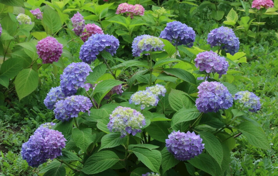 绣球花修剪