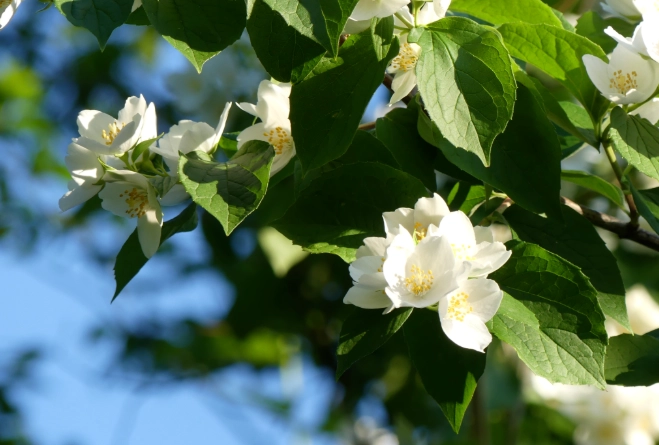 茉莉花栽种方法