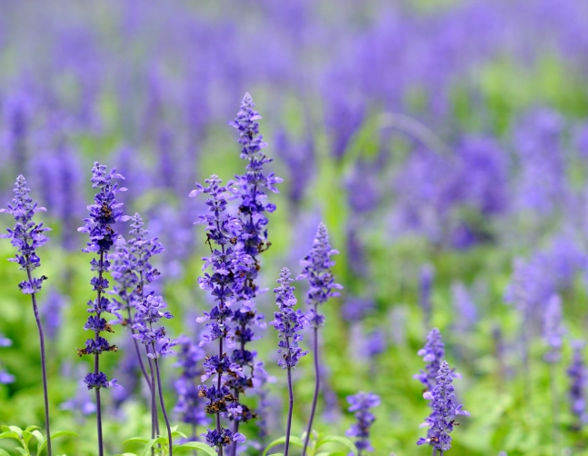 薰衣草開花後修剪 薰衣草開花後修剪