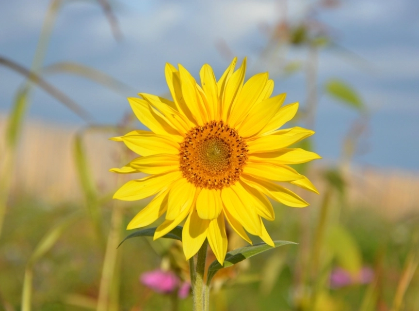 向日葵發芽條件 向日葵發芽條件