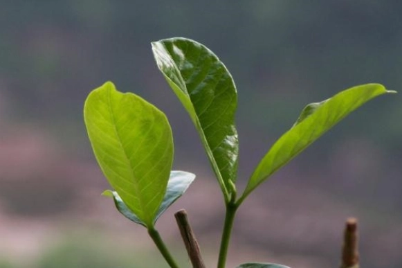 葉片變小原因 葉片變小原因
