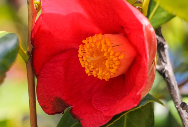 茶花摘心好處 茶花摘心好處