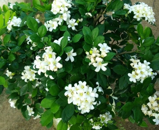 細葉七里香養護