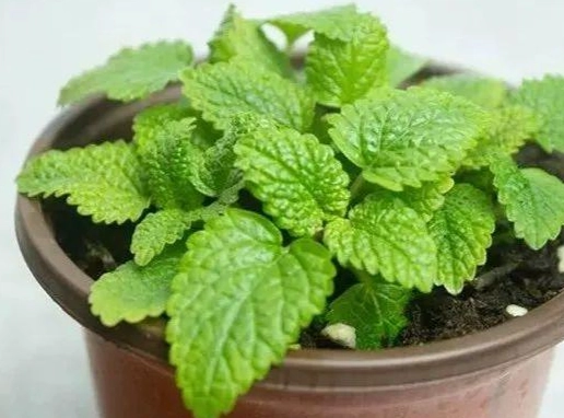 驅蟲植物