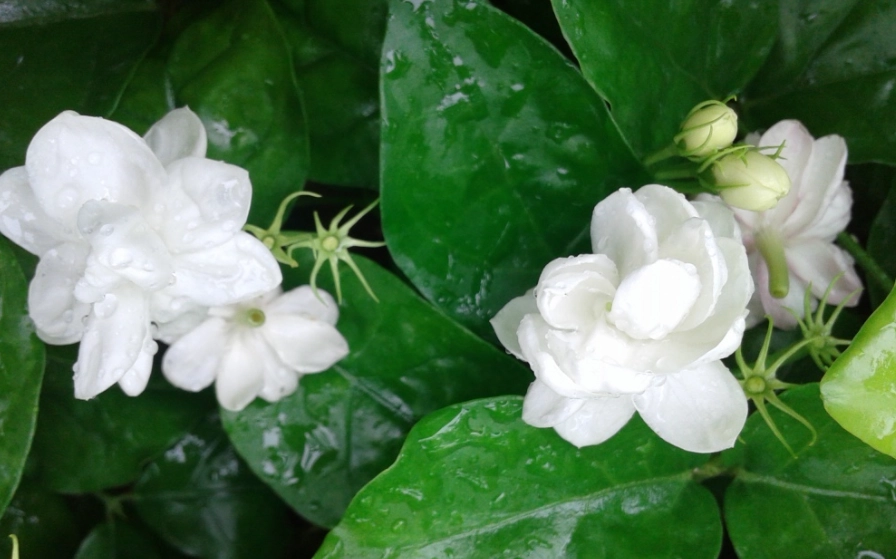 茉莉花栽培技巧 茉莉花栽培技巧