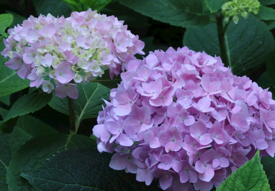 绣球花种植