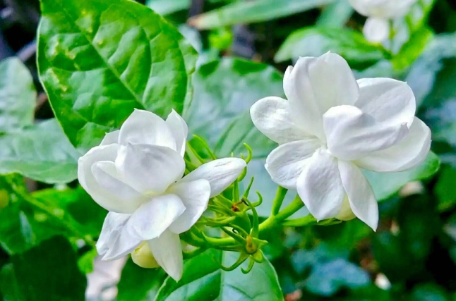 茉莉花香氣 茉莉花香氣
