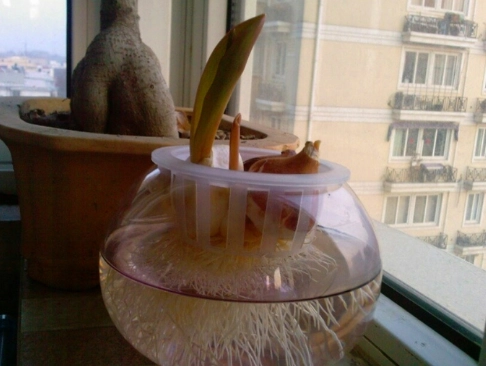 鬱金香種子發芽時間 鬱金香種子發芽時間