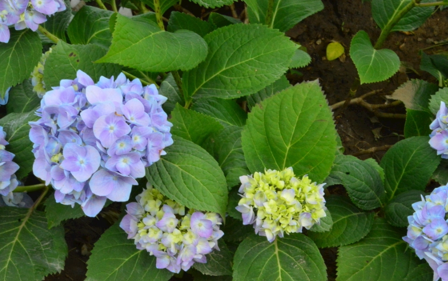 繡球花肥料選擇 繡球花肥料選擇