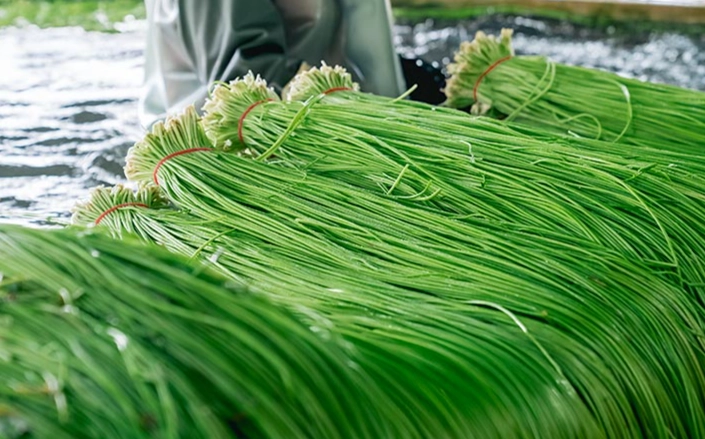 水莲种植方法