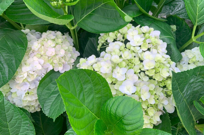 繡球花病害防治 繡球花病害防治
