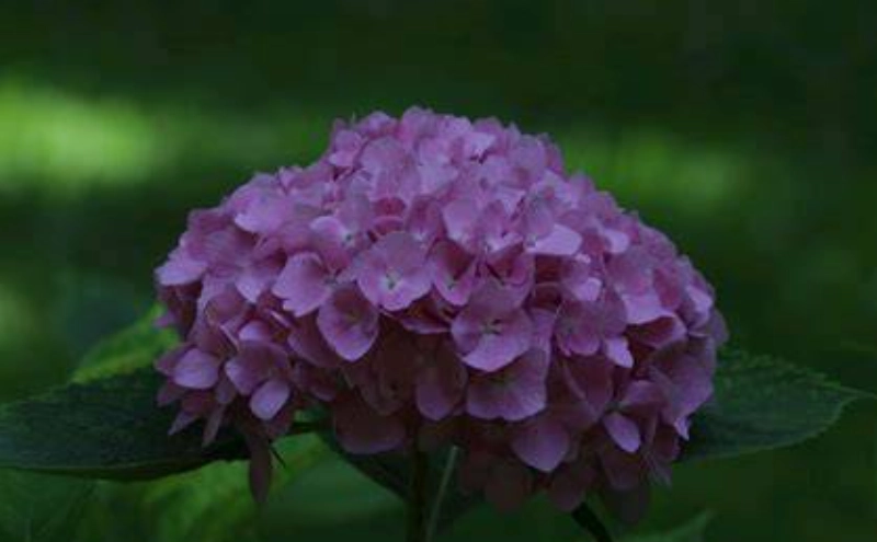 繡球花變黃原因 繡球花變黃原因