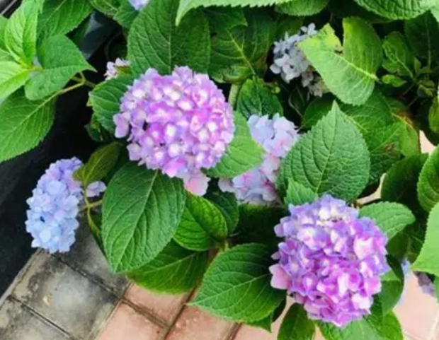绣球花烂根 绣球花烂根