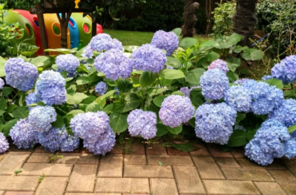 繡球花土壤要求 繡球花土壤要求