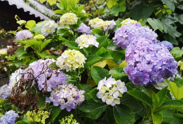繡球花根部問題