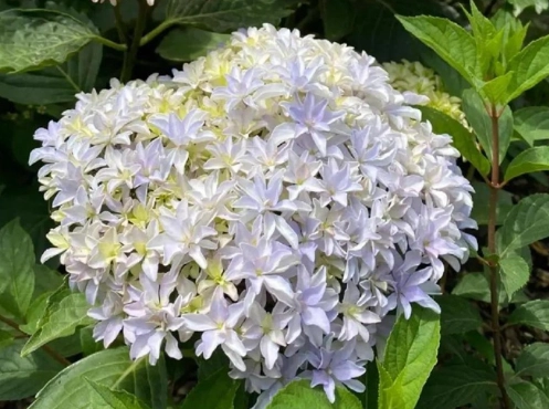 绣球花养护 绣球花养护