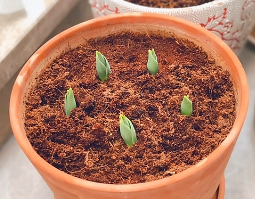 鬱金香種子發芽方法 鬱金香種子發芽方法