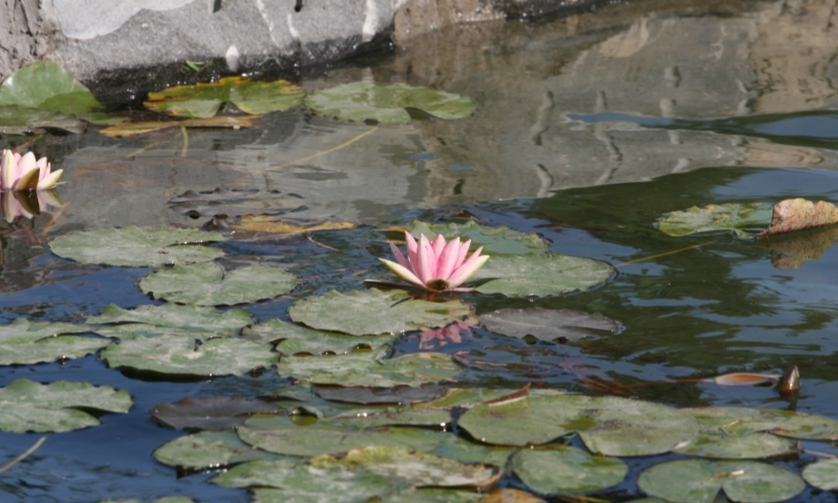 水蓮屬性