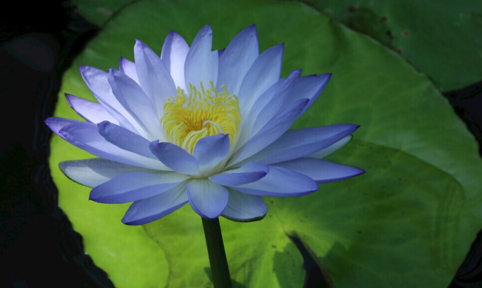 睡蓮種植 睡蓮種植