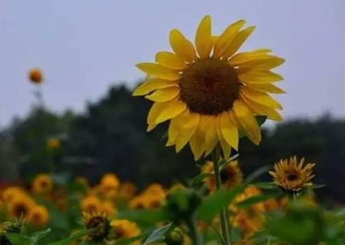 向日葵開花時間