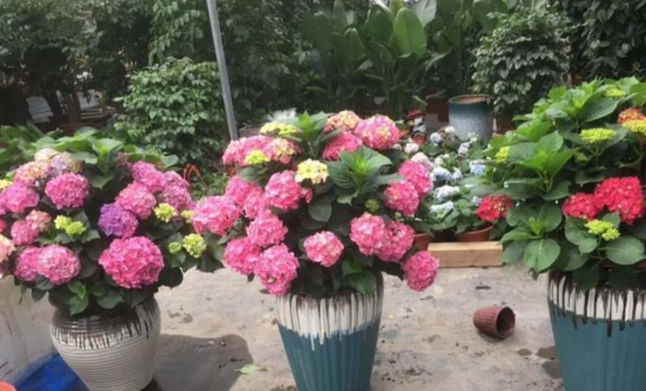 繡球花施肥時間 繡球花施肥時間