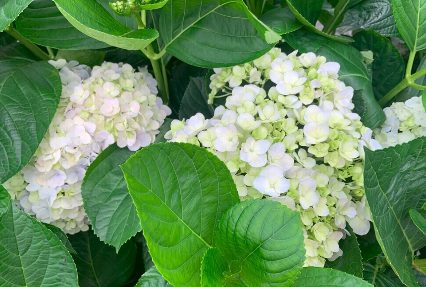 繡球花肥料選擇 繡球花肥料選擇