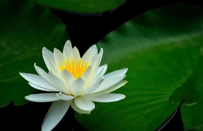 水蓮毒性處理