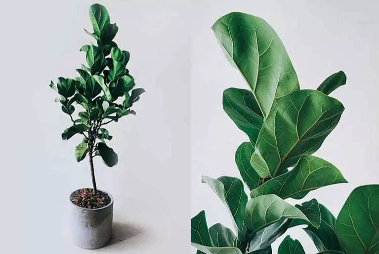 小葉琴葉榕修剪方法
