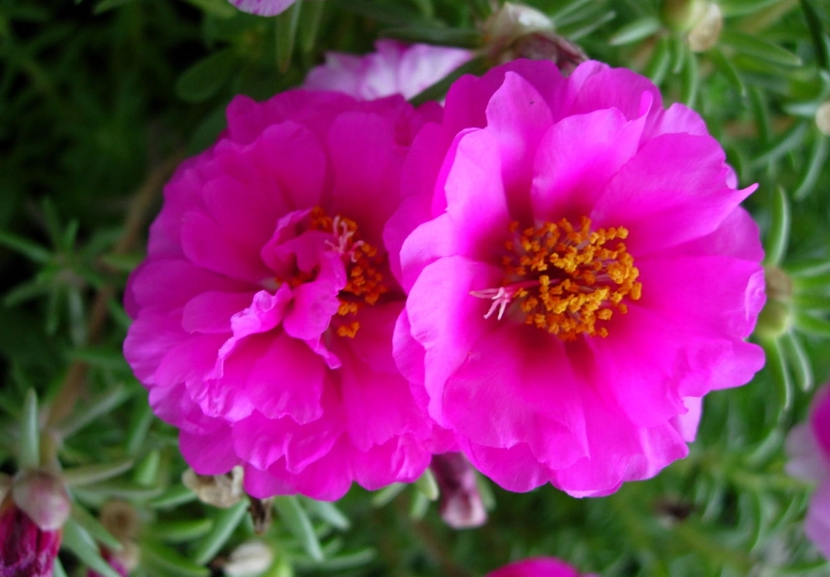 太陽花栽培時間 太陽花栽培時間
