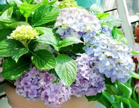 繡球花養護 繡球花養護