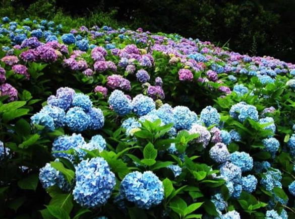 繡球花養護 繡球花養護