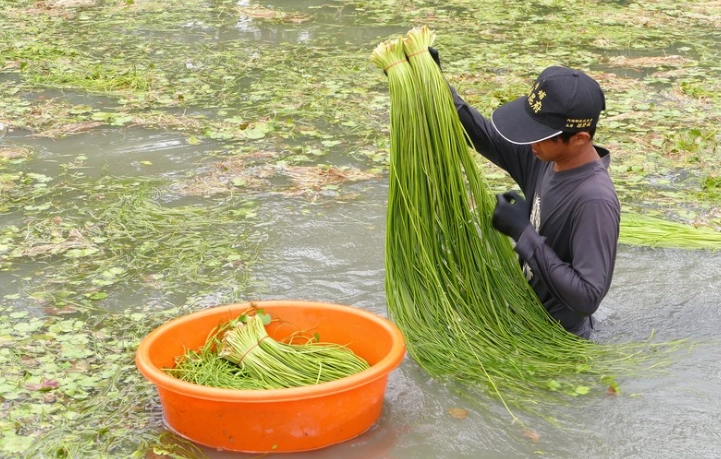 水蓮如何保存 水蓮如何保存