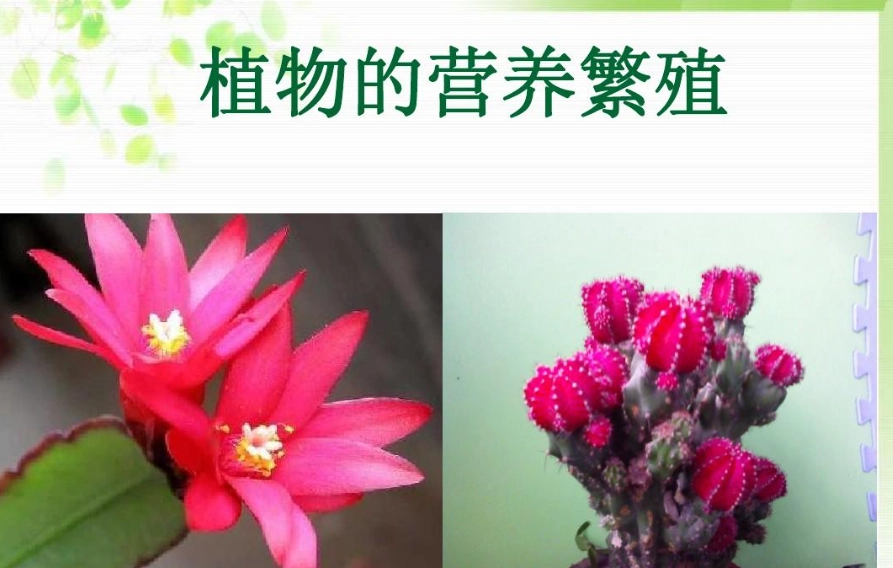 無性繁殖優缺點 無性繁殖優缺點