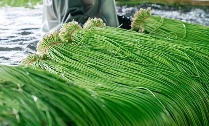 水蓮食用禁忌 水蓮食用禁忌