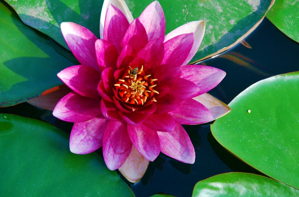 水蓮毒性處理