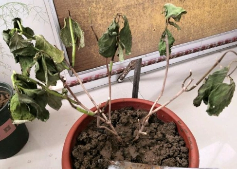 繡球花根部問題 繡球花根部問題