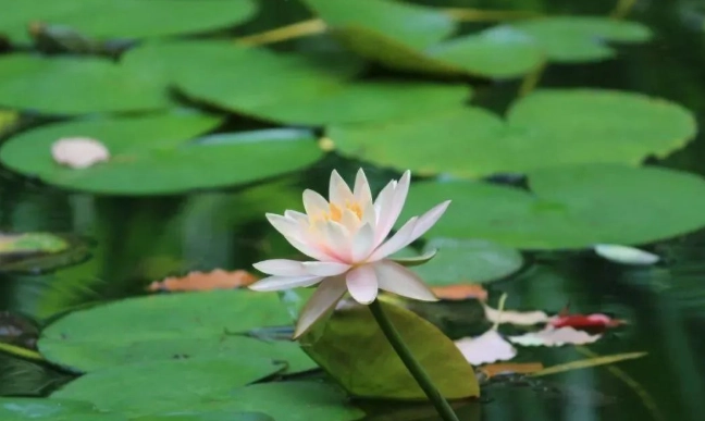 大陸水蓮稱呼 大陸水蓮稱呼