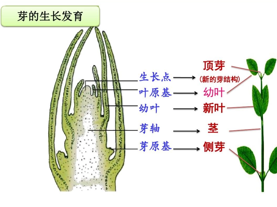 植物繁殖方法 植物繁殖方法