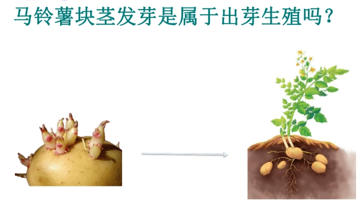 無性生殖方式