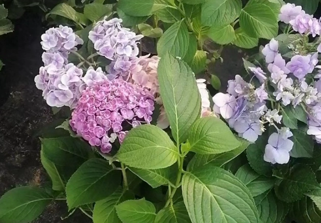 绣球花根部腐烂 绣球花根部腐烂
