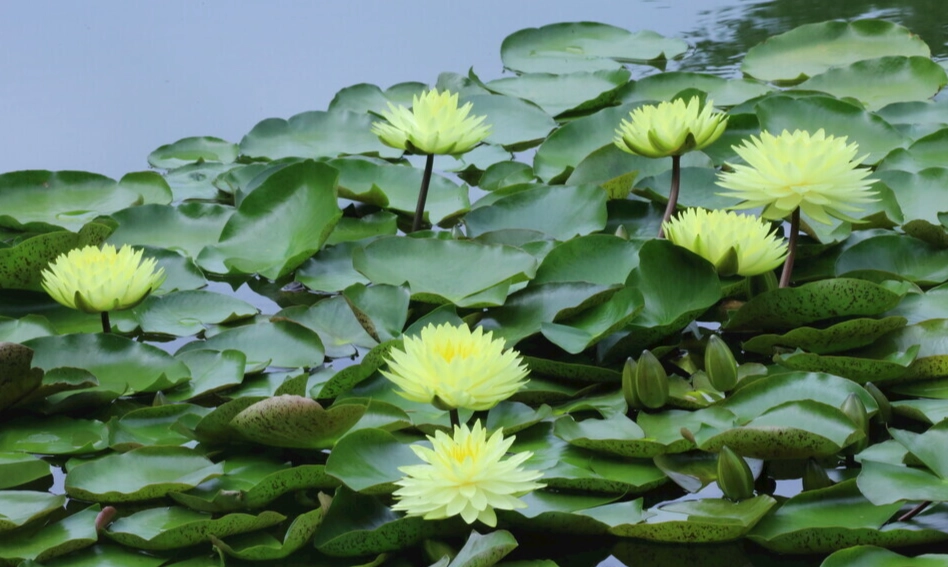 水蓮有毒症狀