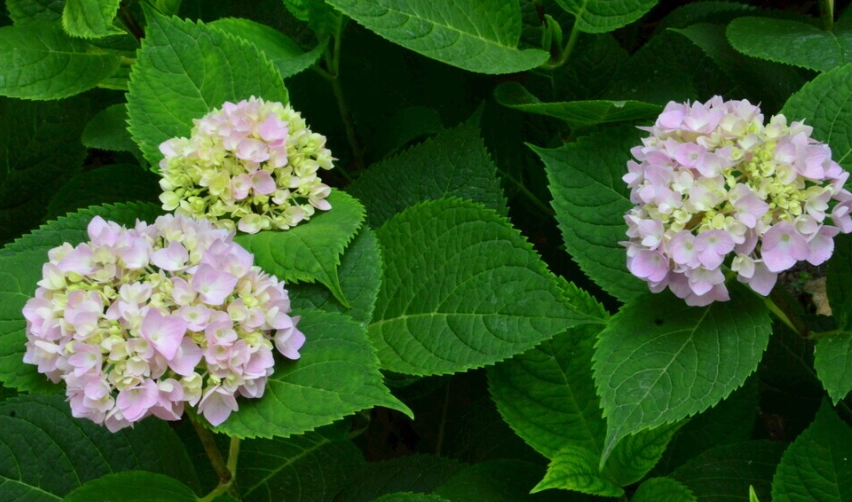 繡球花病害防治