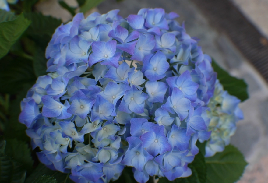 繡球花葉品種 繡球花葉品種