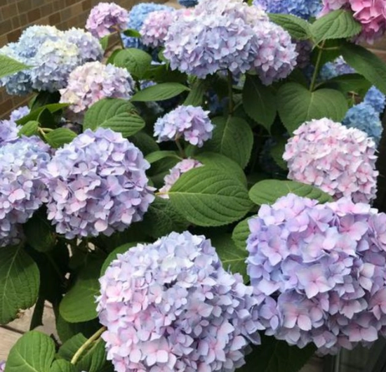绣球花根部腐烂 绣球花根部腐烂
